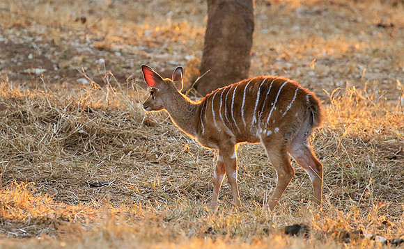 At Kruger NP