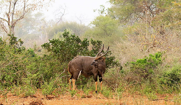 At Kruger NP