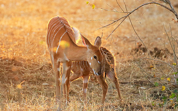 At Kruger NP