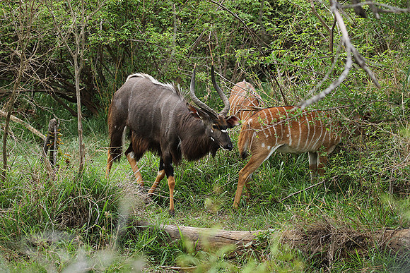 At Lion Sands