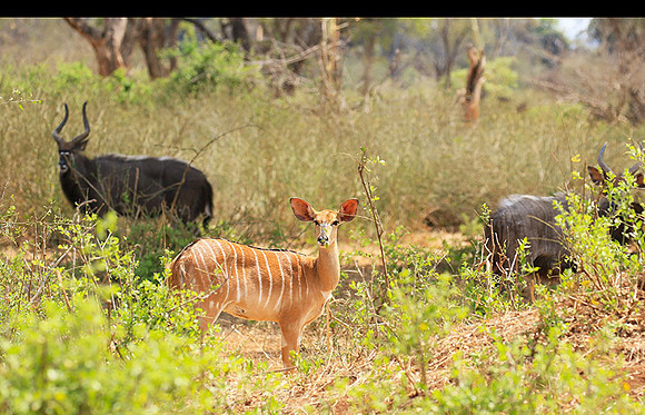 At Kruger NP
