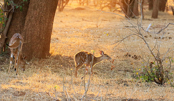 At Kruger NP