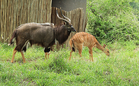At Lion Sands