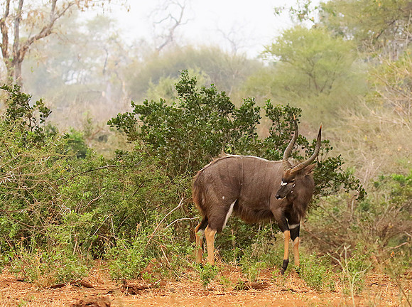 At Kruger NP