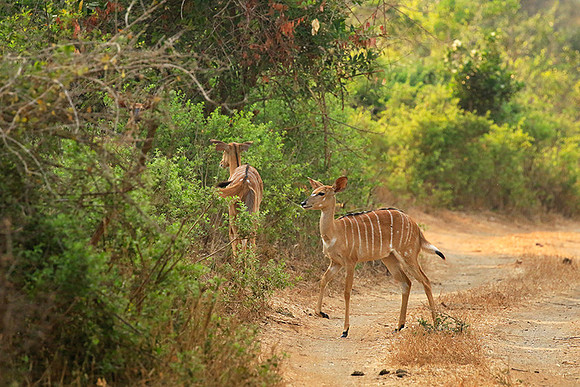 At Kruger NP