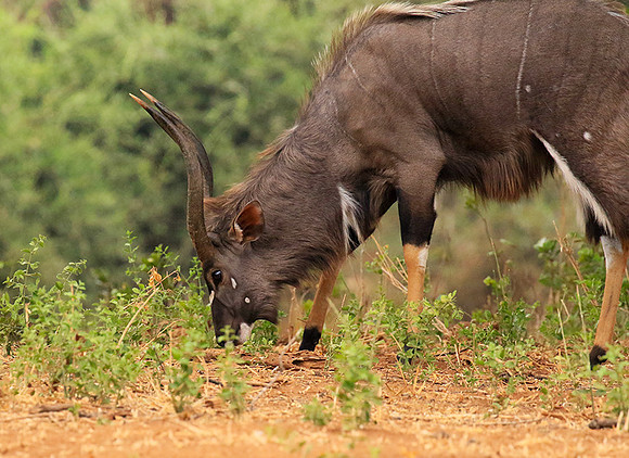 At Kruger NP