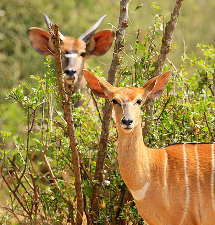 At Kruger NP