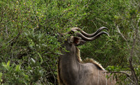 At Lion Sands