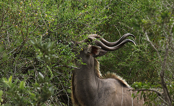 At Lion Sands