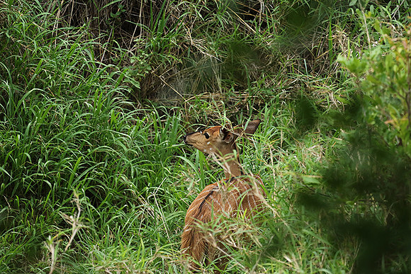 At Lion Sands