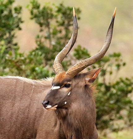 At Kruger NP