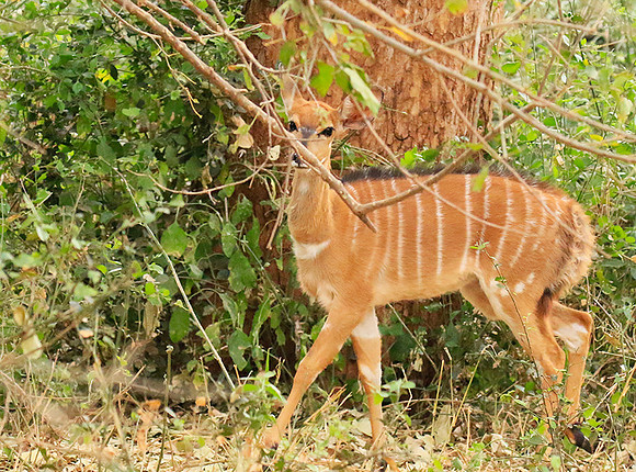 At Kruger NP