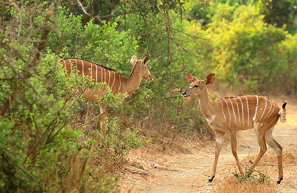 At Kruger NP