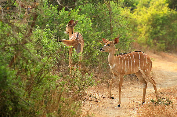 At Kruger NP