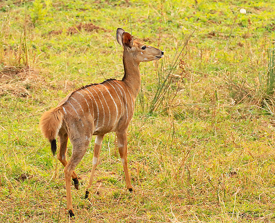 At Kruger NP