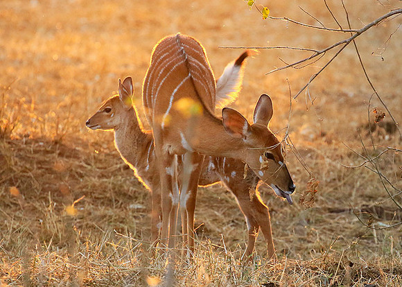 At Kruger NP
