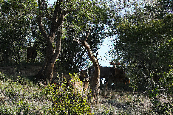 Mala Mala
