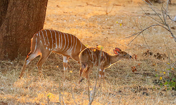 At Kruger NP