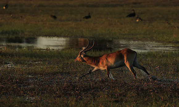 Kafue NP