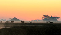 Lechwes in morning mist - Kafue NP