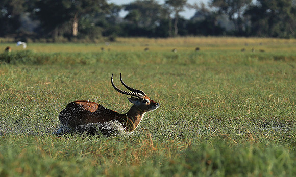 Kafue NP
