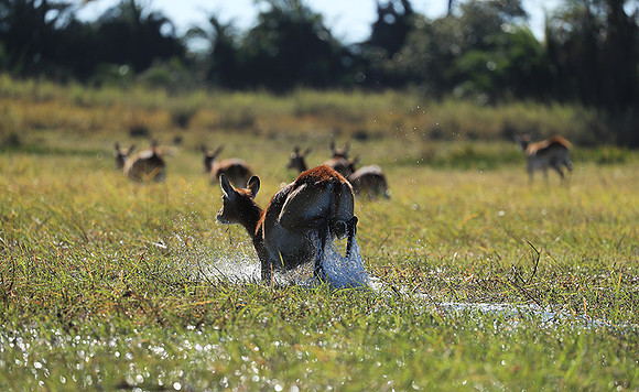 Kafue NP