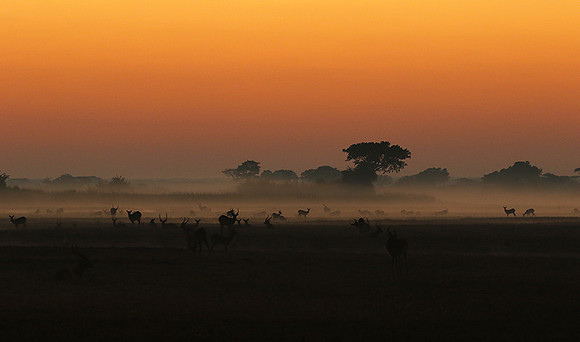 Lechwes in morning mist - Kafue NP