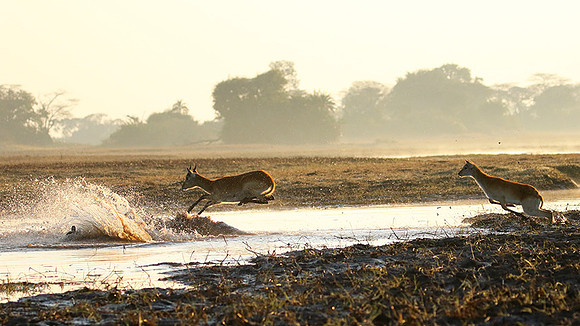 Kafue NP