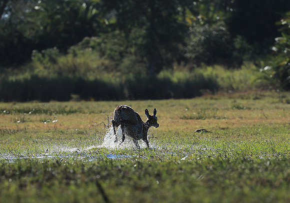 Kafue NP