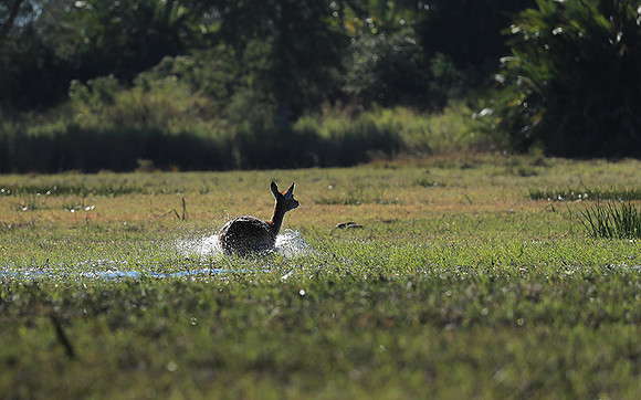 Kafue NP