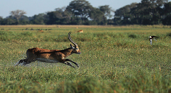 Kafue NP