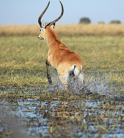 Kafue NP