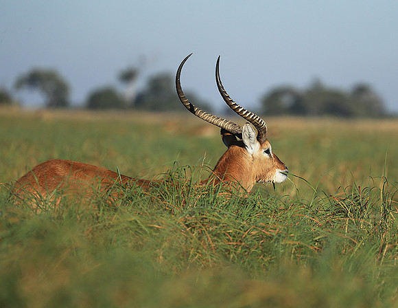 Kafue NP