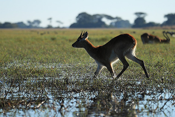 Kafue NP