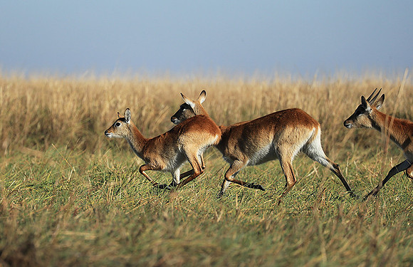 Kafue NP