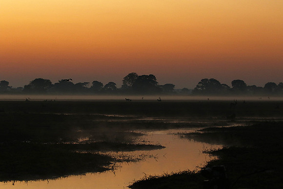 Lechwes in morning mist - Kafue NP