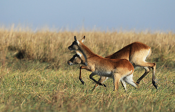 Kafue NP
