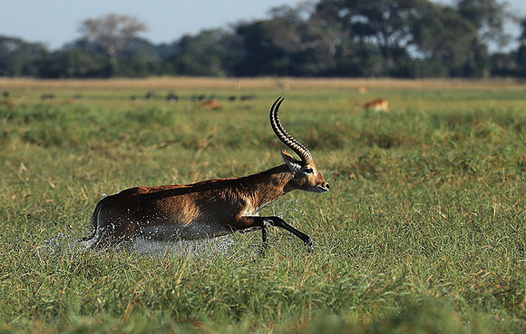 Kafue NP