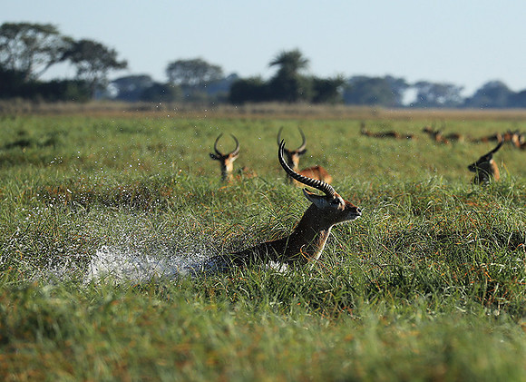 Kafue NP