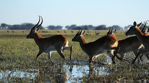 Kafue NP