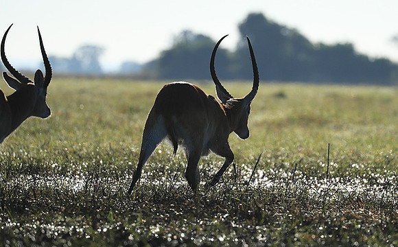 Kafue NP
