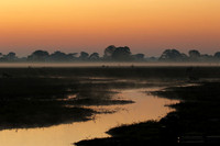 Lechwes in morning mist - Kafue NP