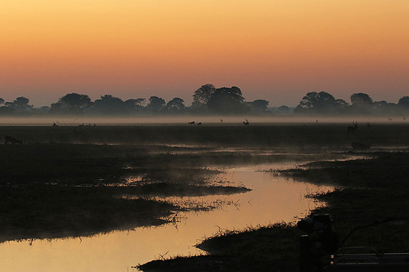 Lechwes in morning mist - Kafue NP