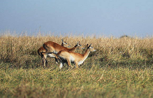 Kafue NP