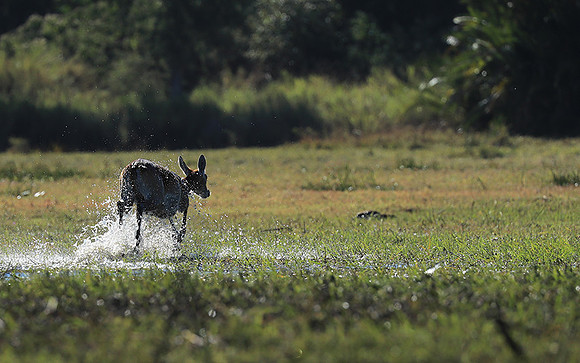 Kafue NP