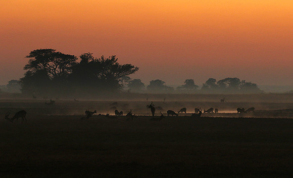 Lechwes in morning mist - Kafue NP