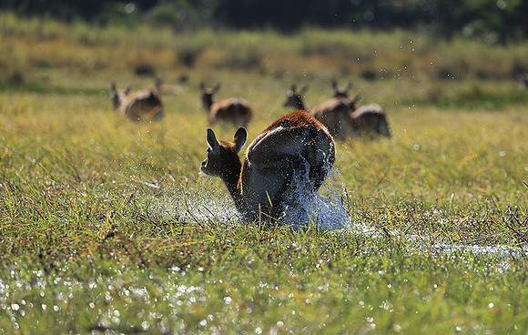 Kafue NP