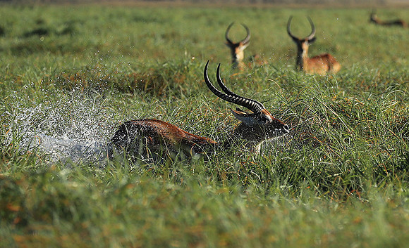 Kafue NP
