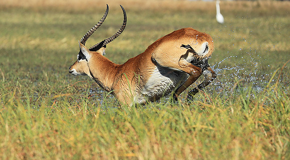 Kafue NP