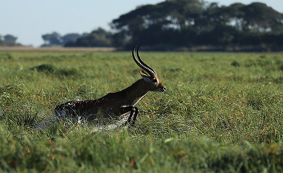 Kafue NP